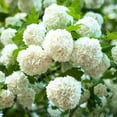 2 Old Fashion Viburnum Plants Live for Planting, Snowball Viburnum Live