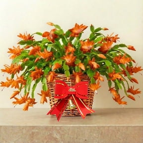2 Orange Christmas Cactus Plants, Thanksgiving Cactus 3-6 Inch Tall, Winter Succulents Flowers Container Hanging Basket Indoor Outdoor Planting