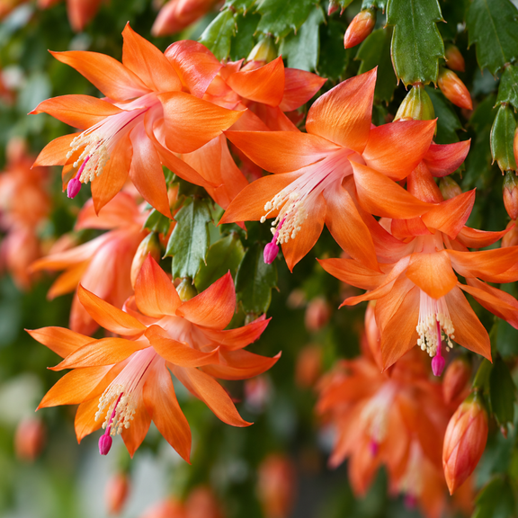 2 Orange Thanksgiving Christmas Cactus Plants Live Holiday Cactus Plant Winter Bloom Flowers Plant 3"Pot