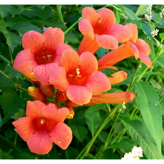2 Orange Trumpet Vine Campsis Radicans Plant Trumpet Creeper Seedlings 4-6"Tall