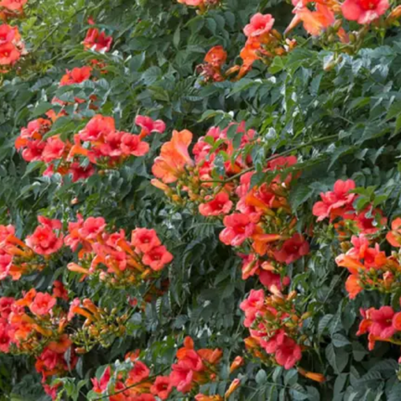 2 Orange Trumpet Vine Live Plants, Hardy Trumpet Plant, Campsis Radicans Seedling for Outdoor Growing, 4- 6'' Tall