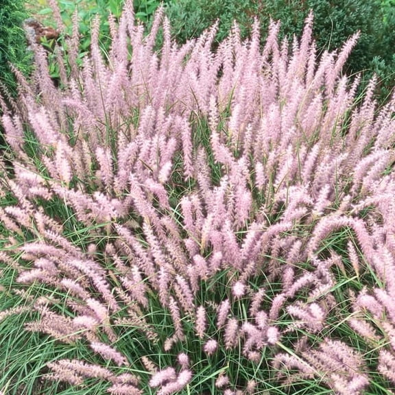 2 Ornamental Grass Plants - Pink Fountain Grasses Live Plants Perennial - 5-9 Inc Tall - Live Grass Seedlings Indoor Outdoor