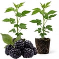 thumbnail image 1 of 2 Ouachita Blackberry Plants Live, Fruit Berry Bush, 4-7 Inch Tall, 1 of 5