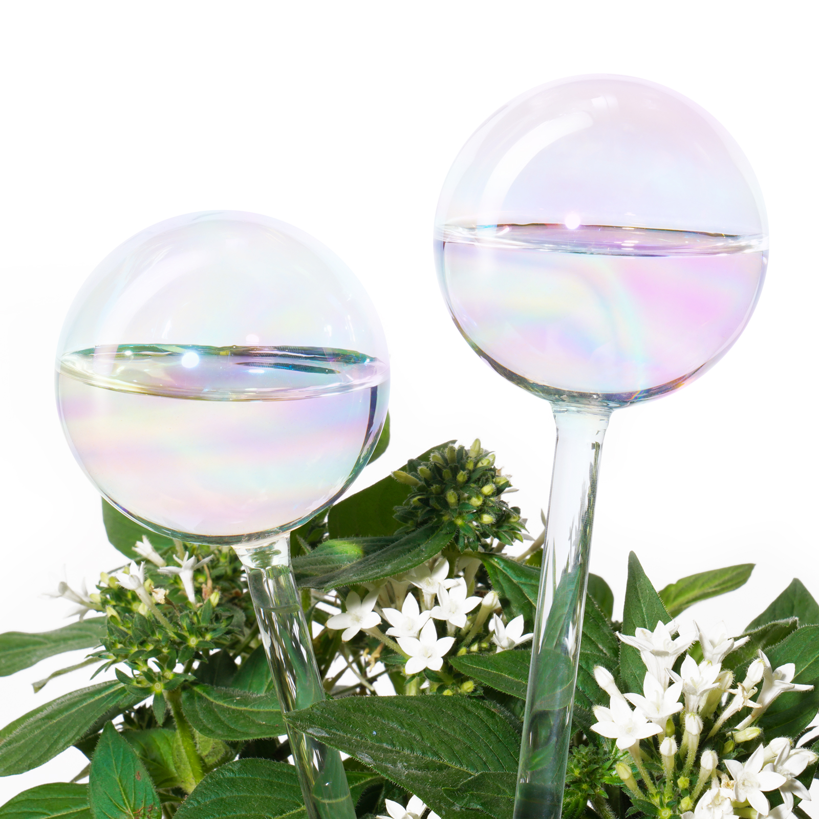 4 Pack Plant Watering Globes Iridescent Rainbow Gradient Color Clear