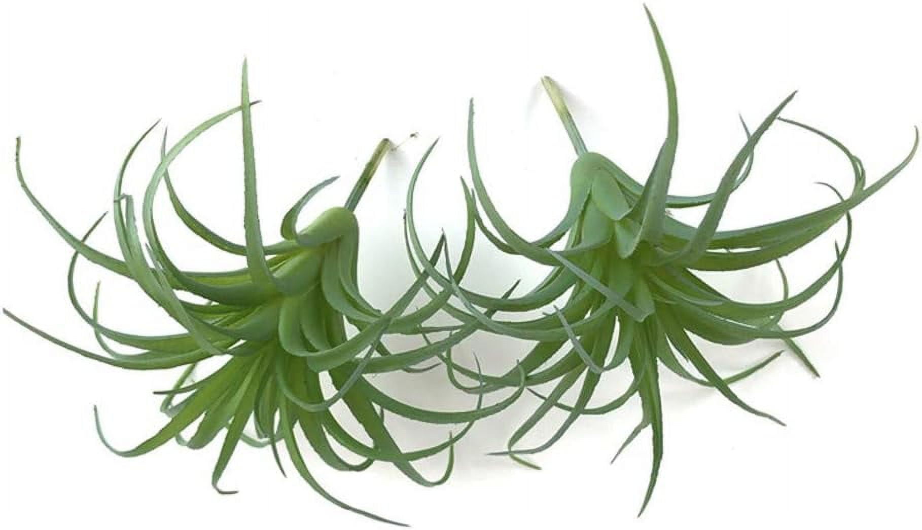 2 PCS Mini Artificial Succulents Plants Unpotted Faux Cactus Fake