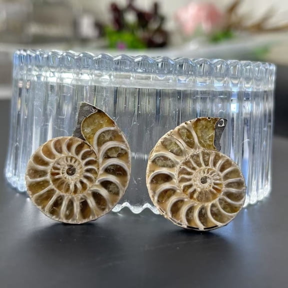 2 PCS Natural Ammonite Fossil, Natural Stone Raw Gemstone Rocks for Chakra Balancing, Reiki Healing, Meditation and Jewelry Making, Fountain Rocks, Decoration