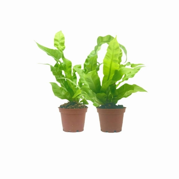 2-PK Crispy Wave Fern, Asplenium nidus 'Crispy Wave,' Live Indoor Air Purifying Plant, Low Light Houseplant, Office Plant, 2.5-in Pot(s)