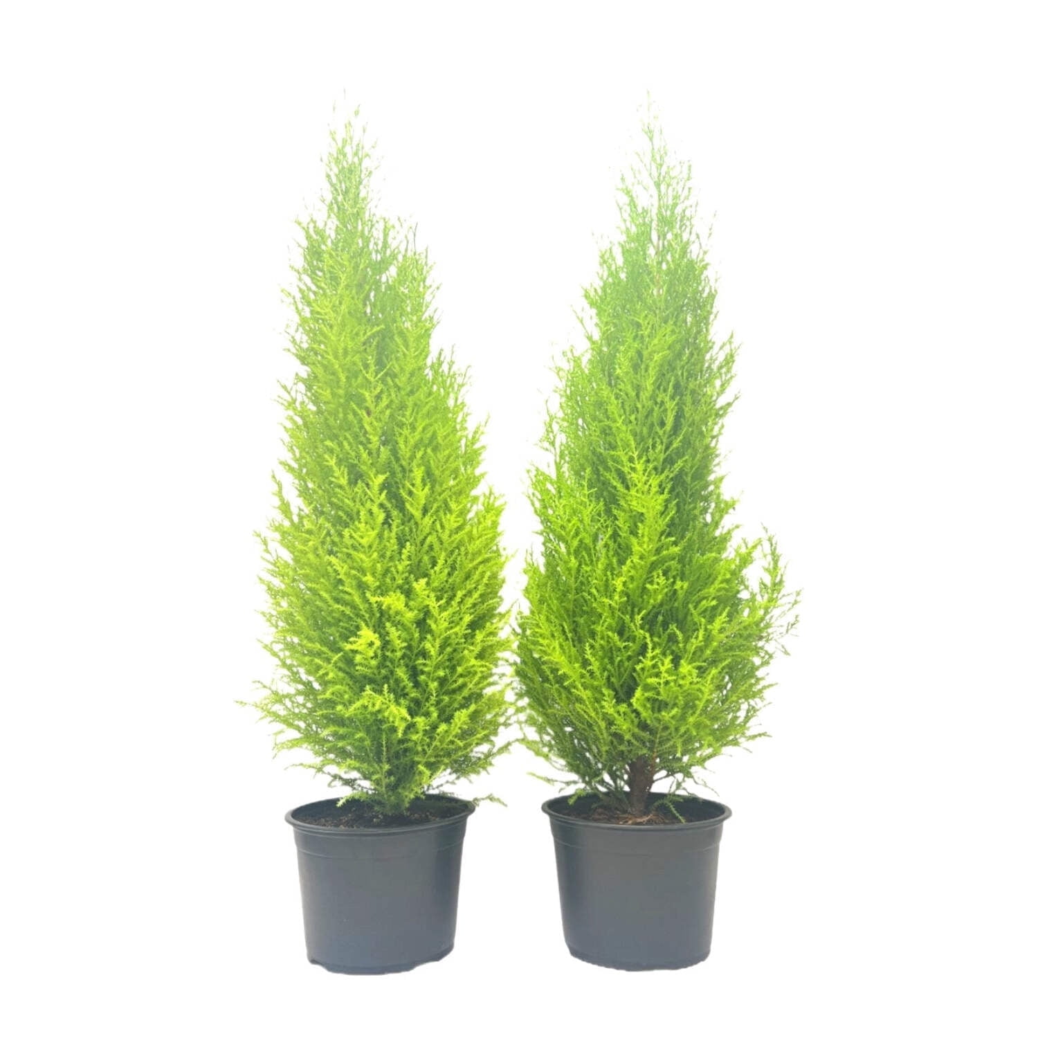 2-PK Live Dwarf Lemon Cypress, Cupressus macrocarpa ‘Goldcrest Wilma,’ Live Indoor Tree, Houseplant, Garden Plant, Fragrant Plant, 6.0-in Pot(s)