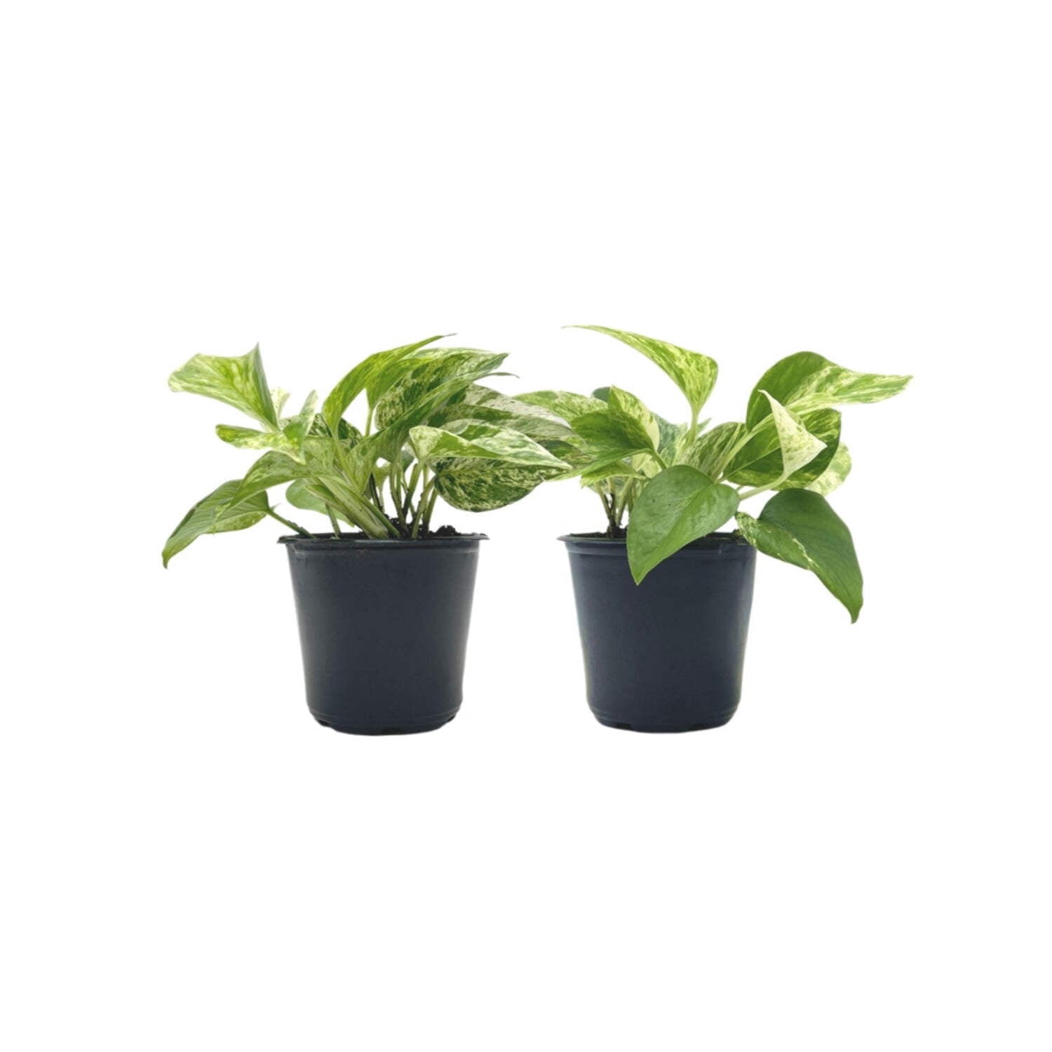 Marble Queen Pothos