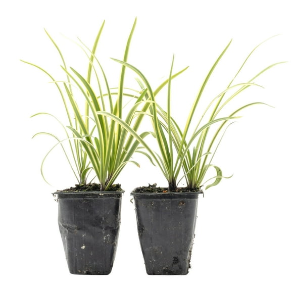 2 Pacific Grove Agapanthus in 3.5" Nursery Cubes | Agapanthus ‘Pacific Grove’ | Live Compact Perennial Flowering Plant for Borders, Containers & Gardens | Ready-to-Plant