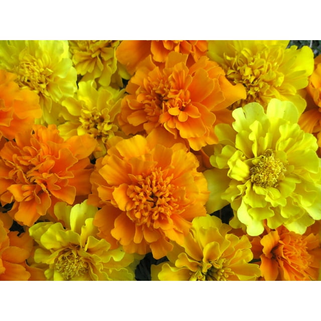 (2Pack) 1/2 oz Mixed Marigold Seeds, French Farm Mix, Heirloom French
