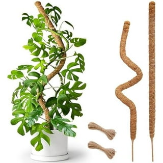Shop Durable Moss Poles for Indoor Climbing Plants at Walmart