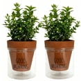 thumbnail image 1 of 2-Pack 4-Inch Self-Watering Planter with PVC Liner and Terracotta Pot Set, Keeps Plants Hydrated, Water Once a Week, Ideal for Families on Business Trips or Vacations, 1 of 6