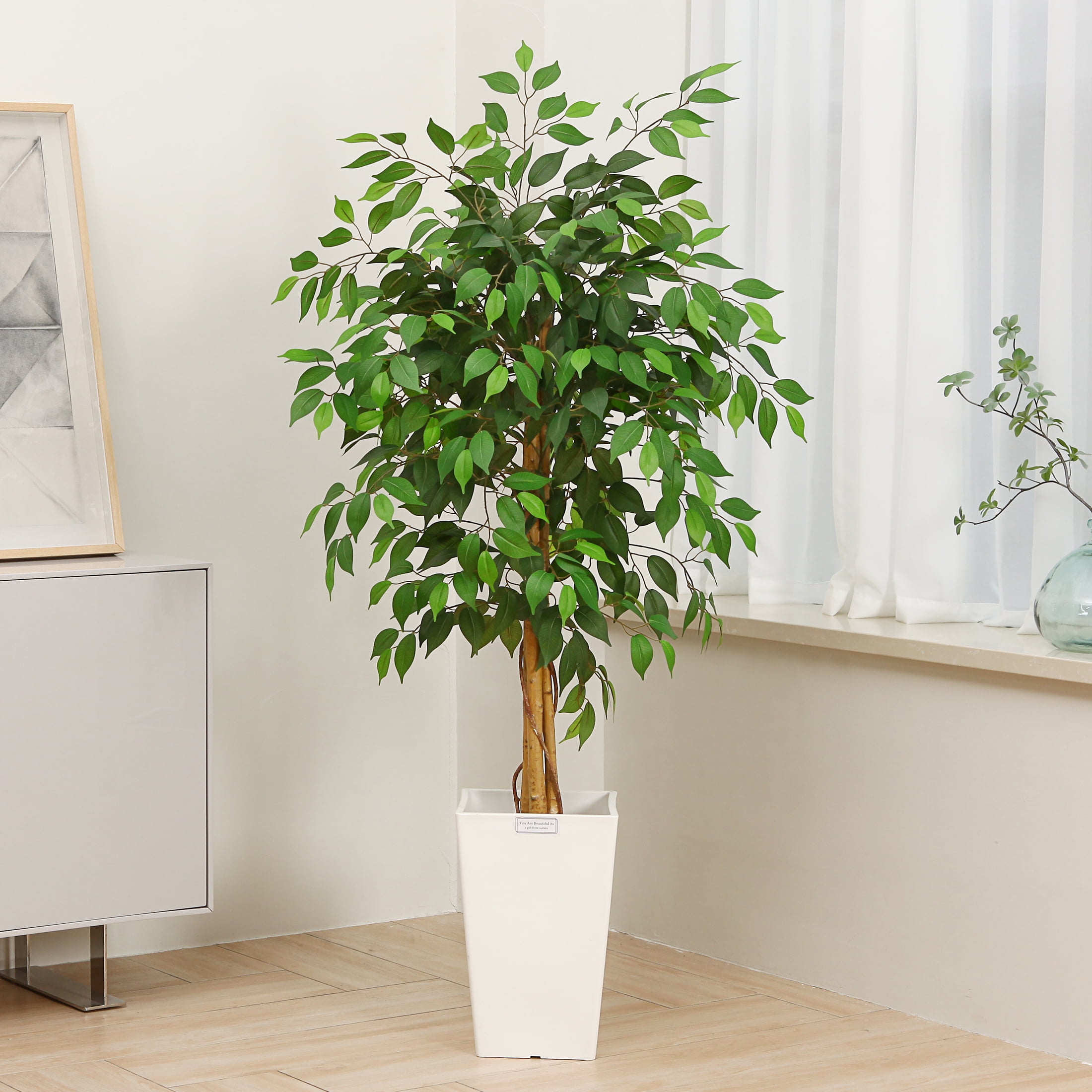 Real Indoor Ficus Tree