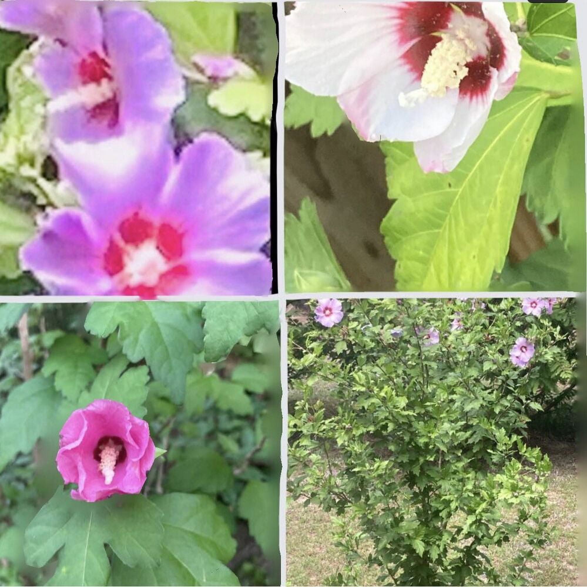 (2Pack) 50 Natural Mixed Colors ROSE Of SHARON HIBISCUS Syriacus Flower Tree Seeds Mix