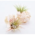 thumbnail image 1 of 2-Pack: Air Plant in Pink Murex Shell - Complete Set for Beach House Decor / Dorm Room, 1 of 4