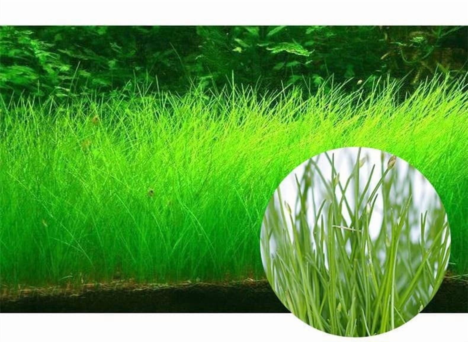 2 Pack Aquarium Grass Plants Seeds Water Plant Seeds, 0.35oz/Pack Water Grass Seed for Fish Tank Decoration, Creates Lush Green Carpet Plant