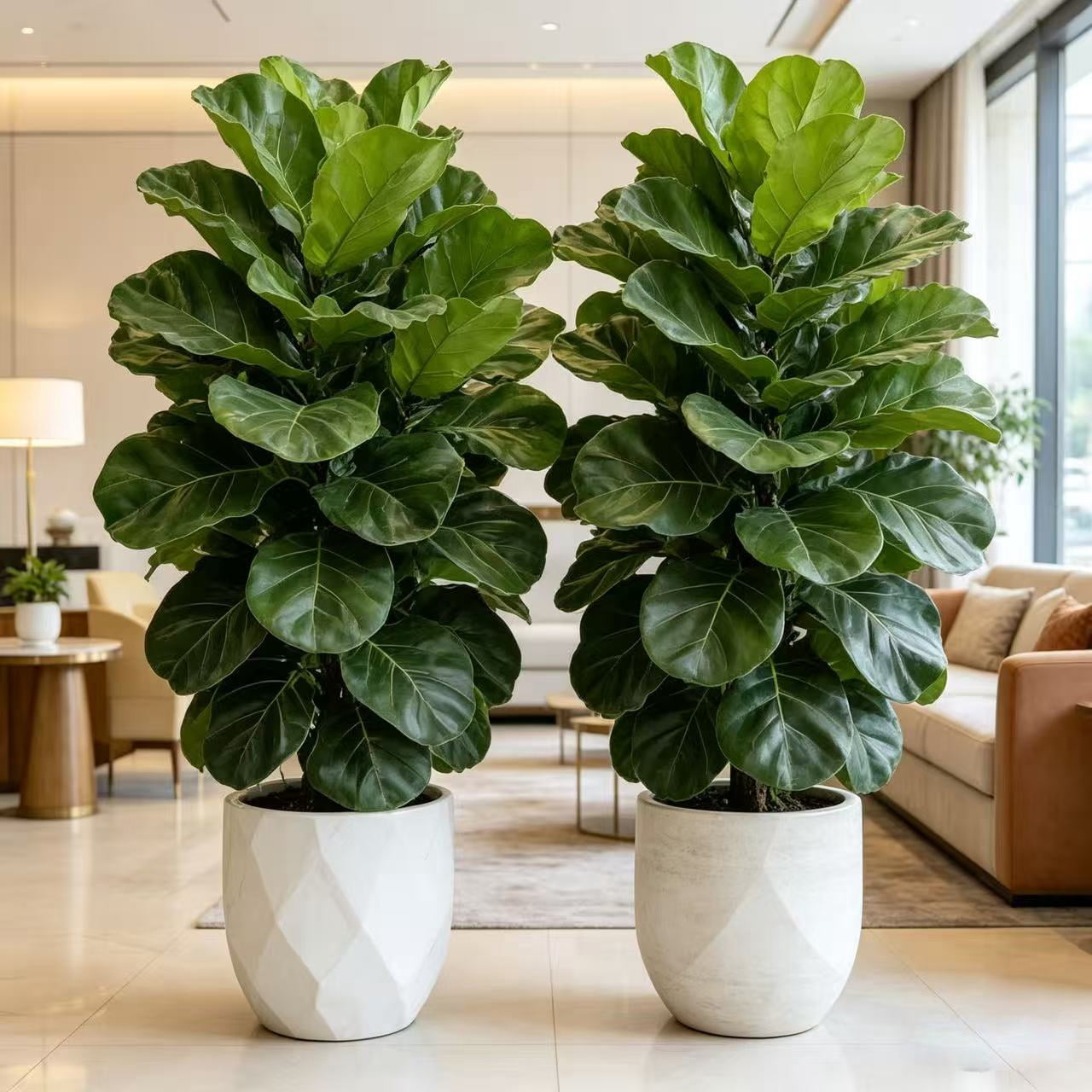 32 Inch Artificial Fiddle Leaf Fig Tree 2 Pcs - Realistic Faux Tropical Tree with Large Leaves, UV Resistant Fake Plant for Living Room, Office, Home Decor (No Pot)