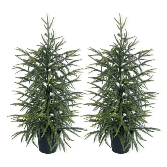 2-Pack Artificial Norfolk Pine Tree | UV-Resistant Faux Plant for Christmas Decor & Year-Round Home Ambiance (Indoor/Outdoor)