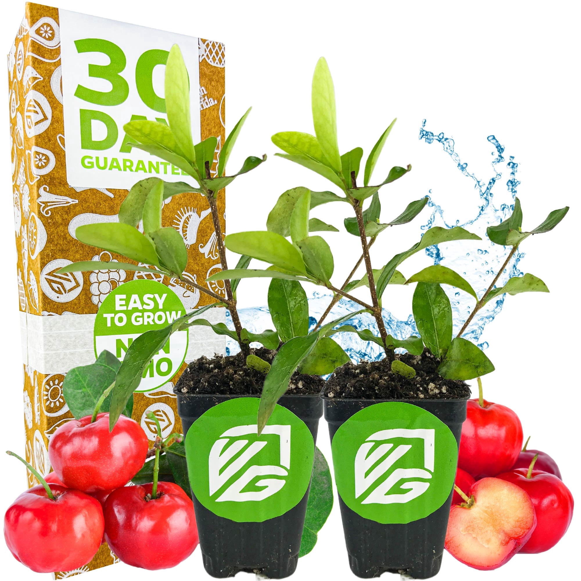 (2-Pack) Barbados Cherry Live Plant (Acerola/Wild Crapemyrtle) - Malpighia emarginata - Wellspring Gardens Starter Plant - Healthy Live Plant - Compact Size Fresh Fruit, Ideal for Gardens