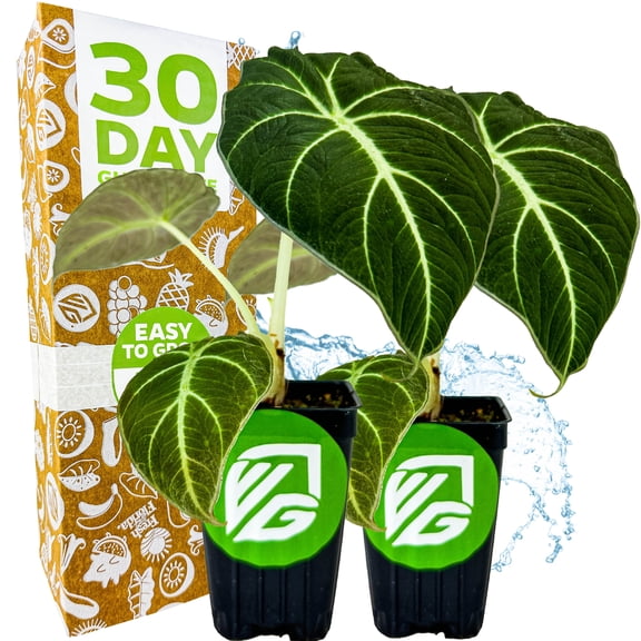 (2-Pack) Black Velvet Elephant Ear Live Plant - Alocasia reginula - Wellspring Gardens Starter Plant - Exotic Tropical Houseplant for Indoor Spaces & Outdoor Garden Landscaping - Dark Green Velvet