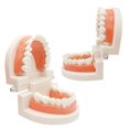 thumbnail image 1 of 2 Pack Dental Adult Standard Teeth Model Fake Denture Mouth Teeth Model Typodont Demonstration Denture Model for Kids Dentist Students Teach Studying Displaying Supplies, 1 of 7