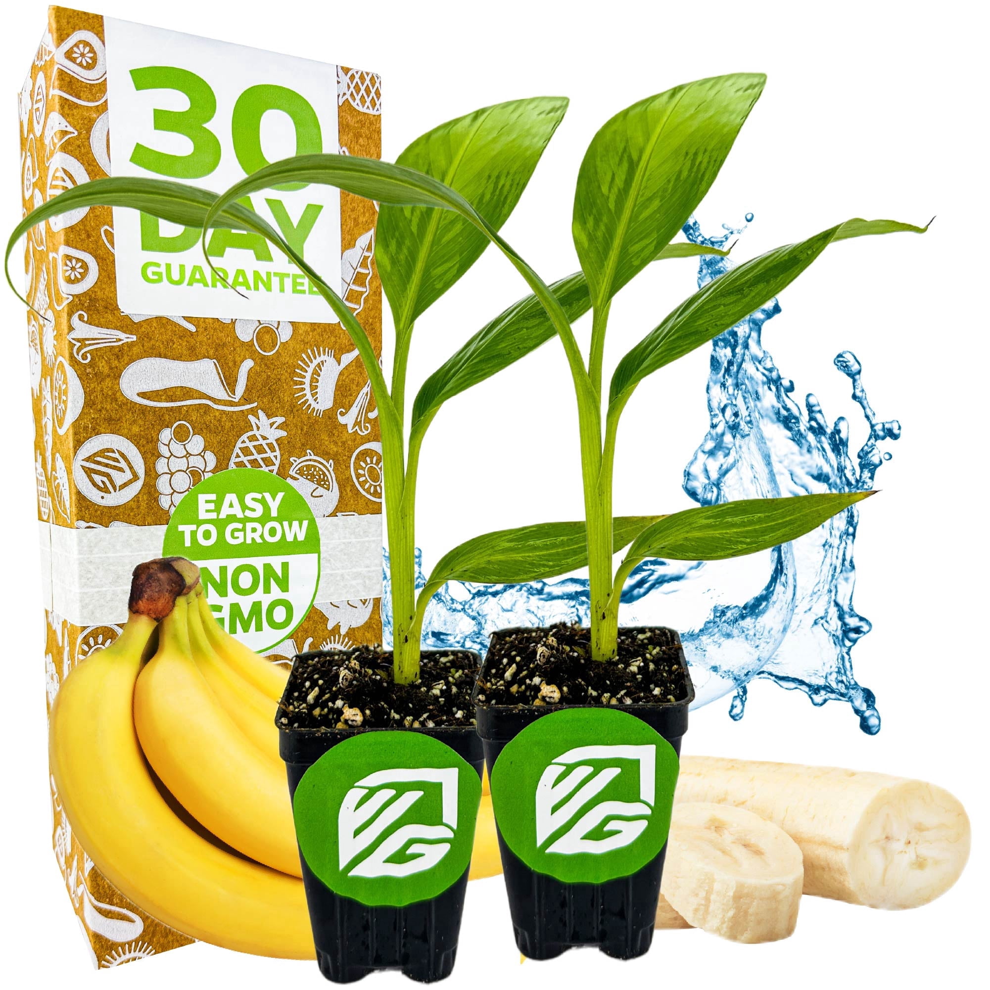 (2-Pack) Dwarf Cavendish Banana Plant Live Tree - Musa by Wellspring Gardens – Starter Plant for Indoor and Outdoor Ambiance - Compact Size