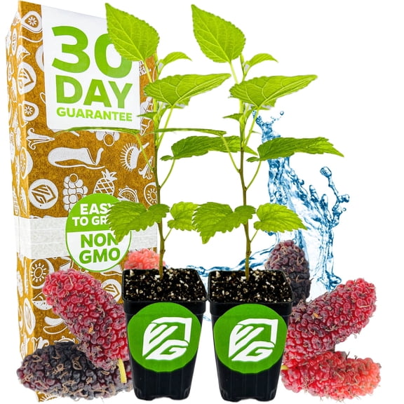 (2-Pack) Dwarf Everbearing Black Mulberry Tree Live Plant Morus nigra by Wellspring Gardens - Premium Fruit Tree for Indoor & Outdoor Planting Ideal for Gardens, Patio, Landscaping