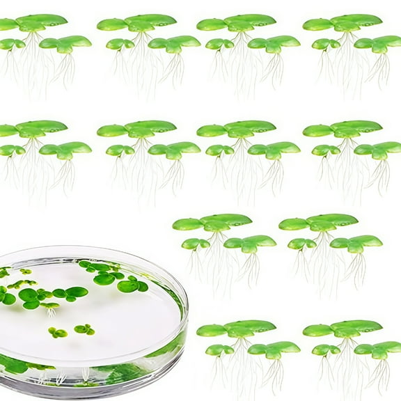 2 Pack Floating Plant For Fish Tanks Low Maintenance Environment Decors Floating Duckweed