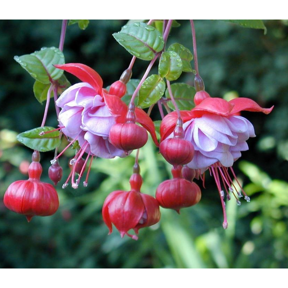 2 Pack Fuchsia Blue Eyes Live Plants, 4-6 Inch Tall in 4 Pots, Purple White Hanging Fuchsia Flowers for Patio, Balcony & Garden Planting