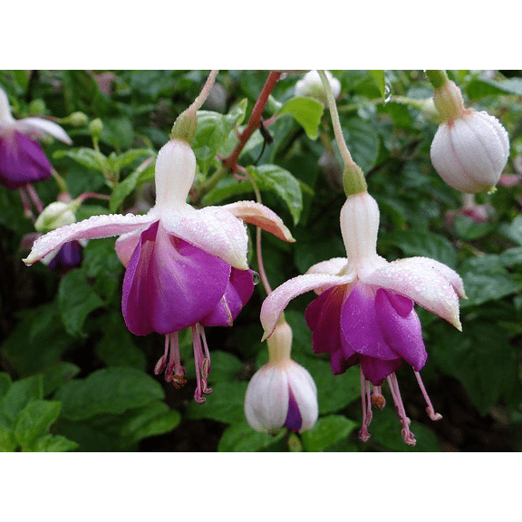 2 Pack Fuchsia Lena Live Plants, 46 Inch Tall in 4 Pots, Pink Purple Hanging Fuchsia Flowers for Patio, Balcony & Garden Planting