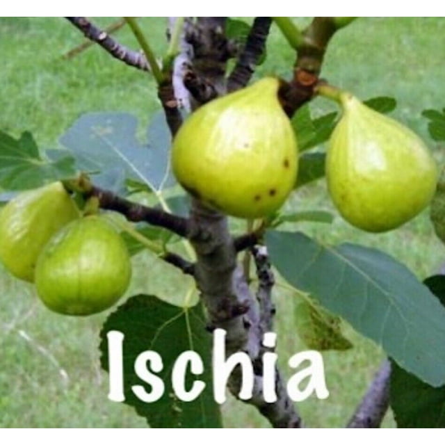 (2-Pack) Ischia Fig - Ficus carica - Live Well Rooted STARTER Plant ...