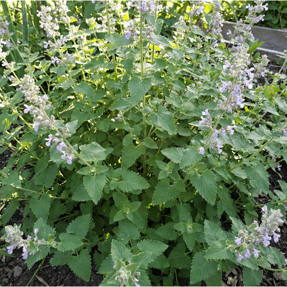 2 Pack Live Catnip Plants, Perennial Herb Plants for Indoor or Outdoor Garden, 4-8 Inches Tall, Ships Without Pot