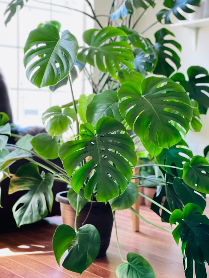 2 Pack Monstera Deliciosa Live Plants, Indoor Tropical Houseplant for Planting, Easy Care Monstera Plant from 4 Inches Tall