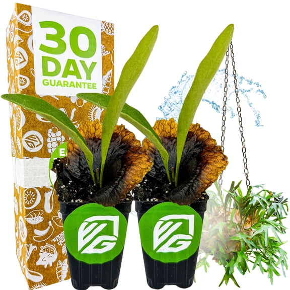 (2-Pack) Netherlands Elkhorn Staghorn Fern Platycerium bifurcatum by Wellspring Gardens Easy-Care Houseplant Great for Mounting, Wall Art, or Hanging Displays
