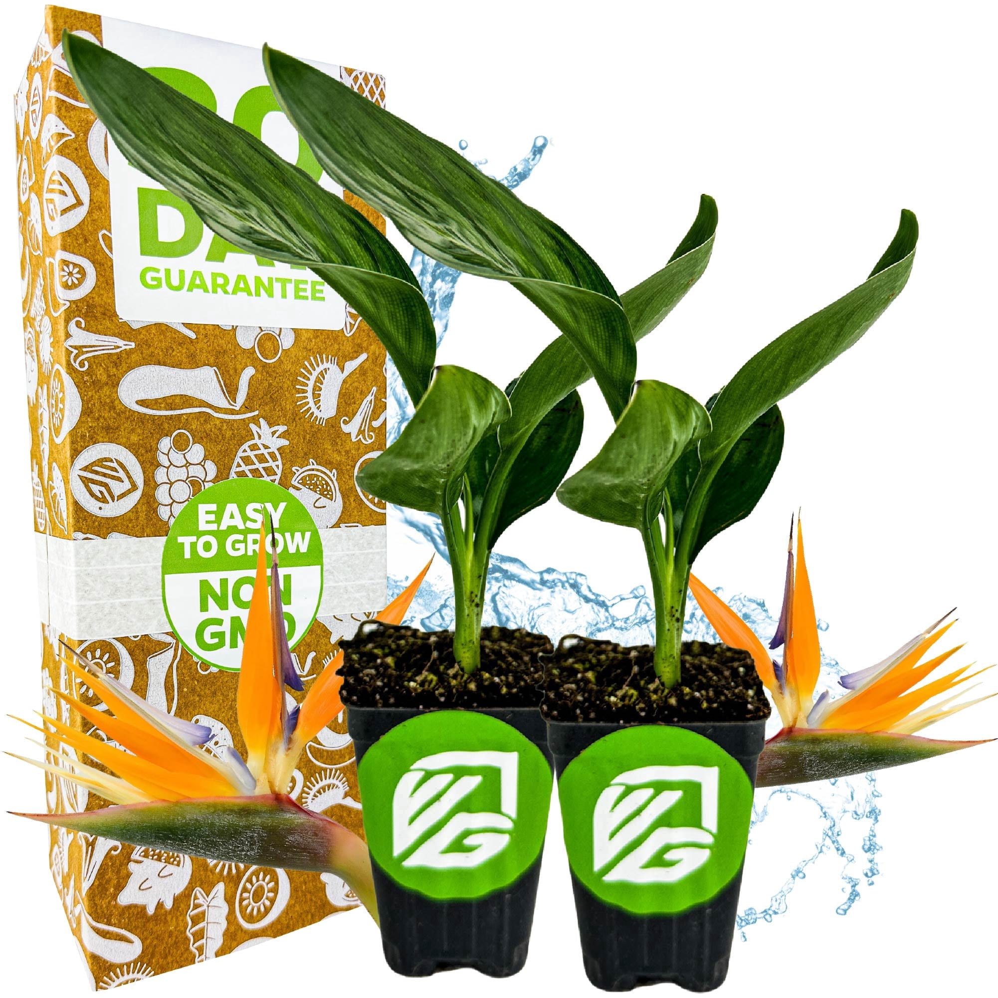 (2-Pack) Orange Bird of Paradise Live Plant - Strelitzia Reginae by Wellspring Gardens - Tropical Flowering Perennial, Exotic Indoor/Outdoor Houseplant, Easy Care, Low Maintenance
