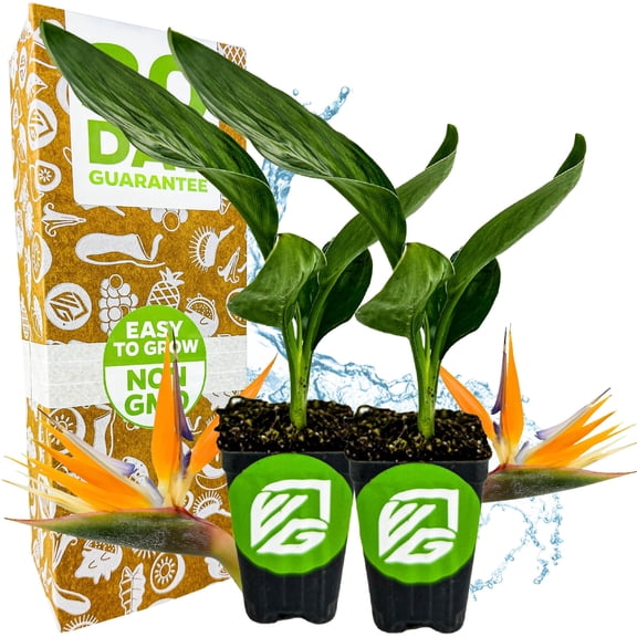 (2-Pack) Orange Bird of Paradise Live Plant - Strelitzia Reginae by Wellspring Gardens - Tropical Flowering Perennial, Exotic Indoor/Outdoor Houseplant, Easy Care, Low Maintenance