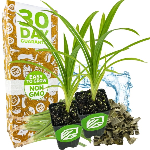 (2-Pack) Pandan Live Plant - Pandanus Amaryllifolius - Wellspring Gardens Exquisite Fragrant Herb Great for Nature Lovers, Outdoor Gardens, Vegetable Patches, and Indoor Use - Lush Green Foliage