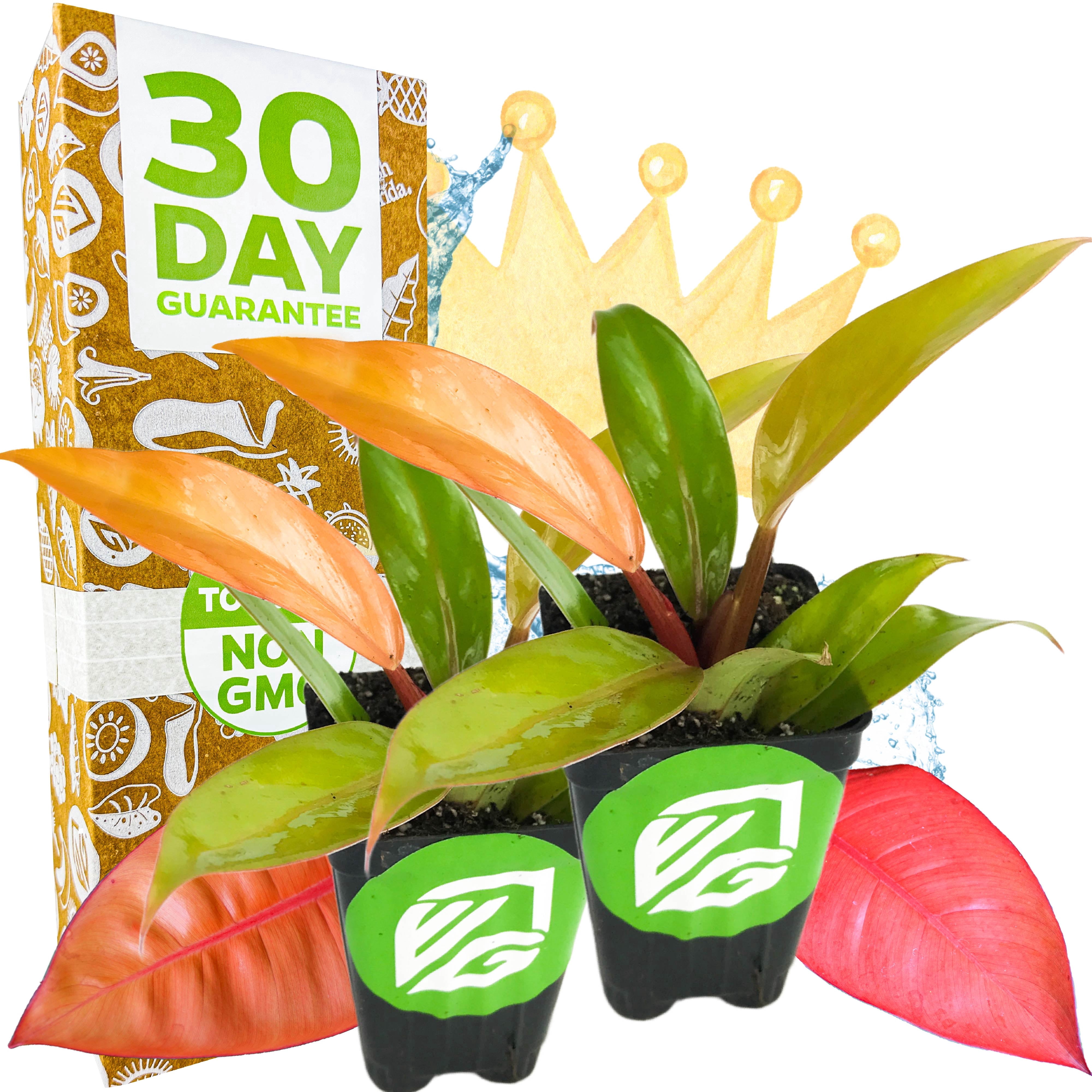 (2-Pack) Philodendron Prince of Orange - Philodendron by Wellspring Gardens - Vibrant, Easy Care Indoor - Outdoor Plant with Dynamic Color - Changing Foliage - Plant Enthusiast - Garden Plants