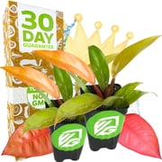 2-Pack Philodendron Prince of Orange - Philodendron by Wellspring Gardens - Vibrant, Easy Care Indoor - Outdoor Plant with Dynamic Color - Changing Foliage - Plant Enthusiast - Garden Plants