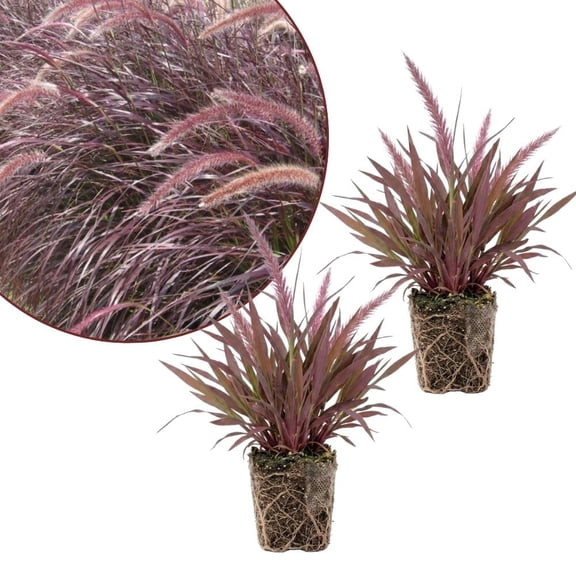 2 Pack Red Fountain Grass Plants, 46 Inches Tall, Ornamental Grass for Garden Beds and Borders