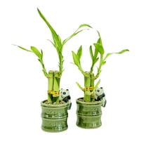 2-Pack Small Lucky Bamboo Live Indoor Plants with Ceramic Vase for Home & Office