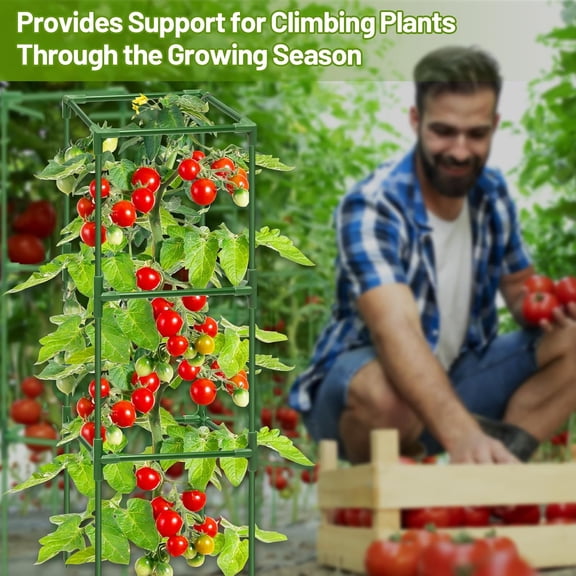 2 Pack Square Tomato Cages- 45 Inch Heavy Duty Tomato Trellis for Climbing Plants Outdoor, Tomato Plant Support Stakes Cage Garden Trellis for Garden Raised Garden Bed Cucumbers Vegetables