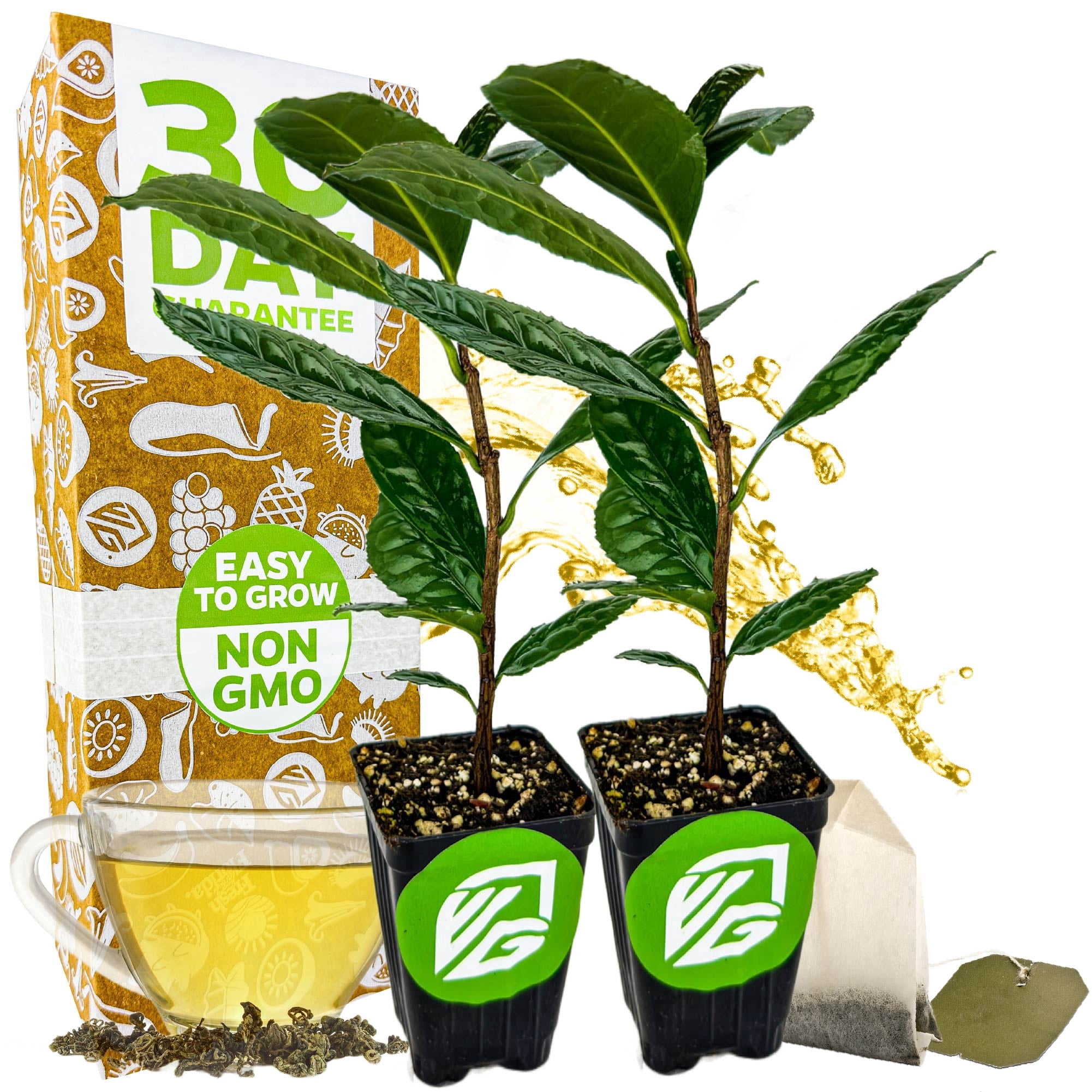 (2-Pack)  Tea Plant (Green Tea) Live Plant - Camellia sinensis by Wellspring Gardens Starter Plant for Your Indoor or Outdoor Garden