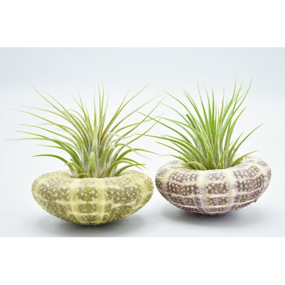 2 Pack: Tillandsia in Alfonso (Gator) Sea Urchin Shell (3") Home Decor Air Plant Easy Care Sheet Included