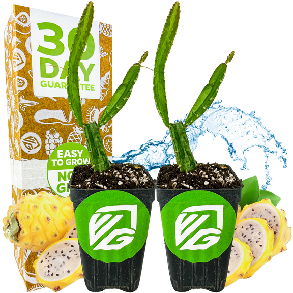 (2-Pack) Yellow Dragon Fruit Cactus Live Plant - Selenicereus megalanthus - Wellspring Gardens Starter Plant - Perfect Addition for Home & Garden, Easy to Grow