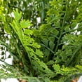 thumbnail image 1 of 2-Pack of 20" Faux Ferns with Real-Touch Leaves in White Ceramic Planters, 1 of 6