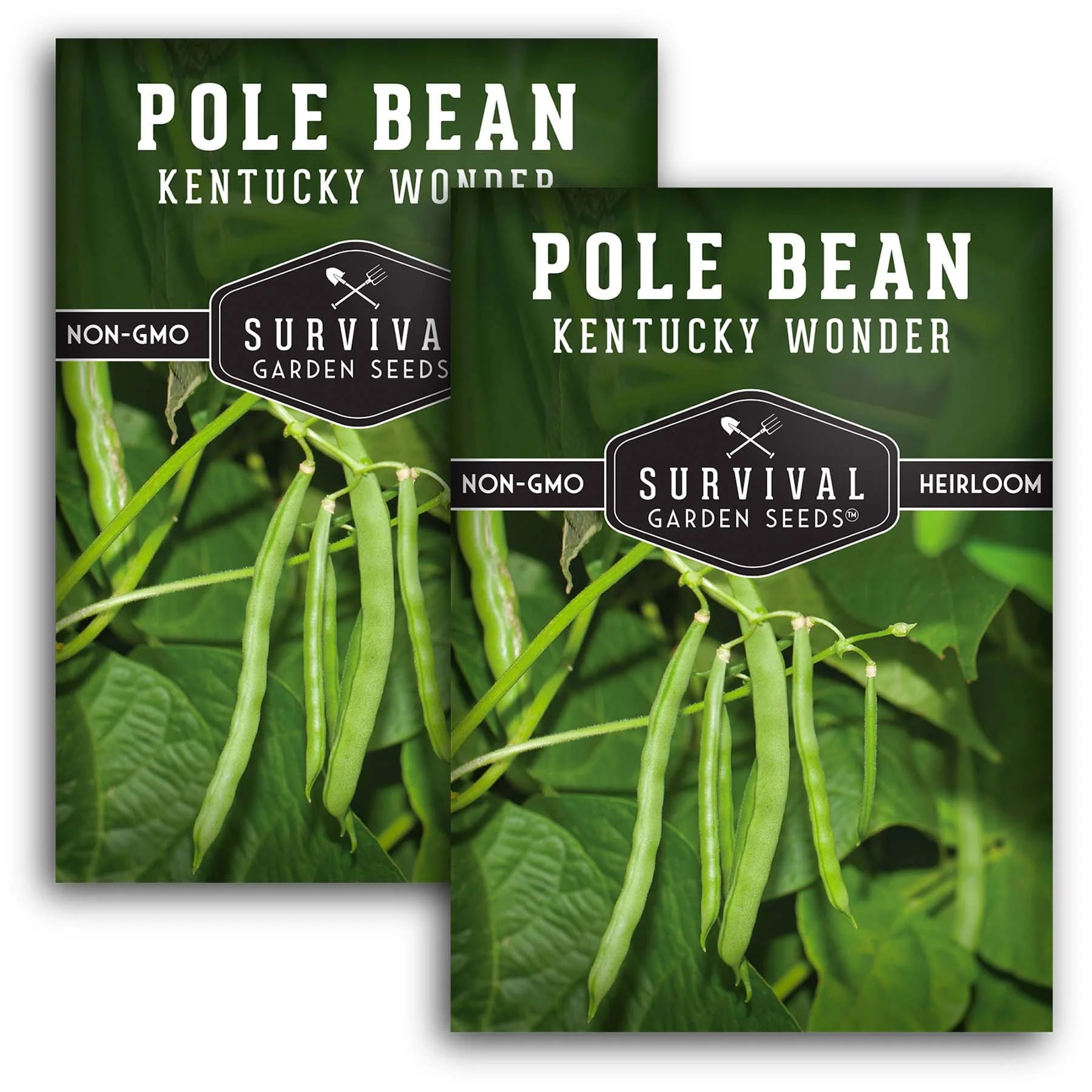 2 Packets Kentucky Wonder Pole Bean Seed NonGMO Heirloom Full Sun