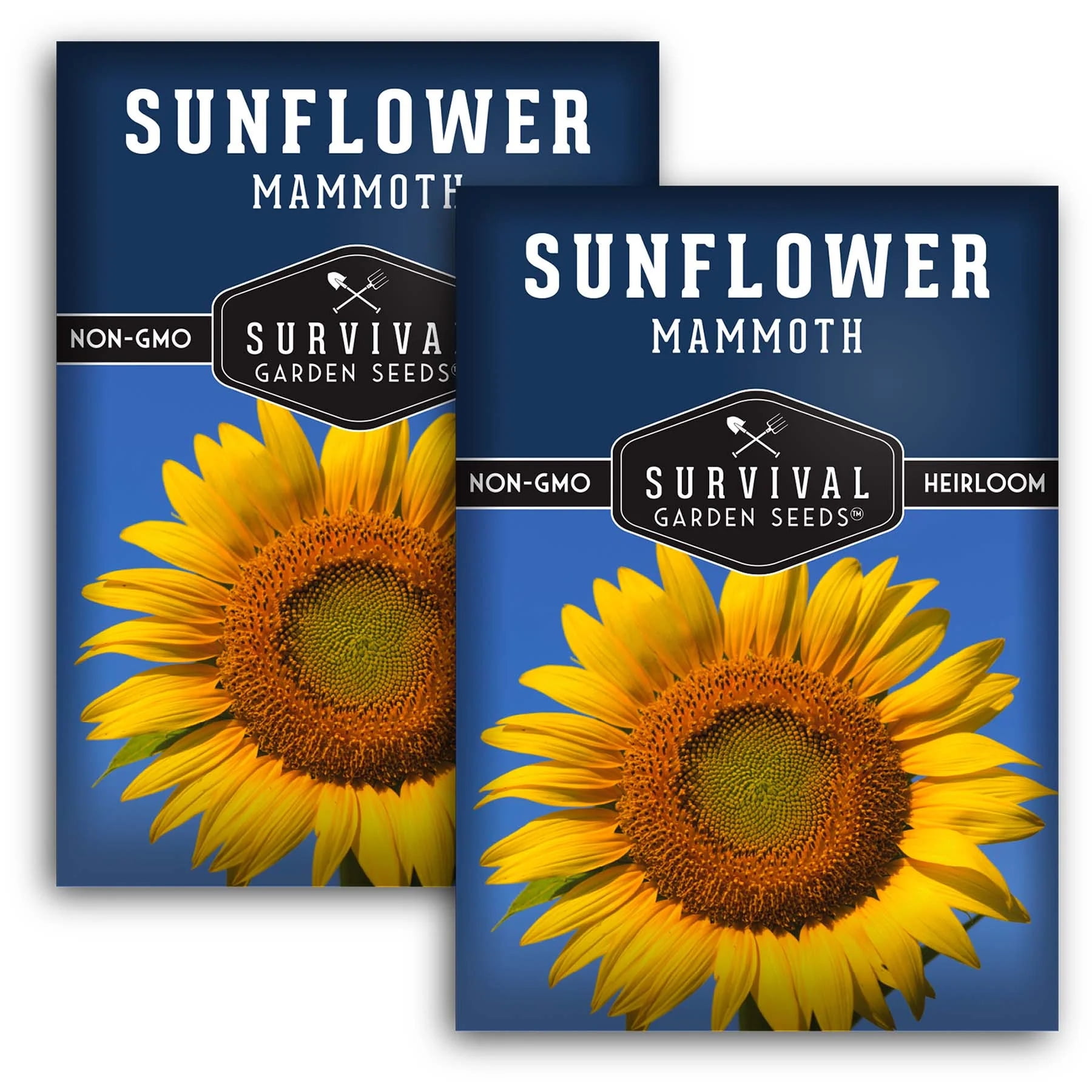 2 Packets of Mammoth Sunflower Seeds NonGMO Heirloom Full Sun Annual