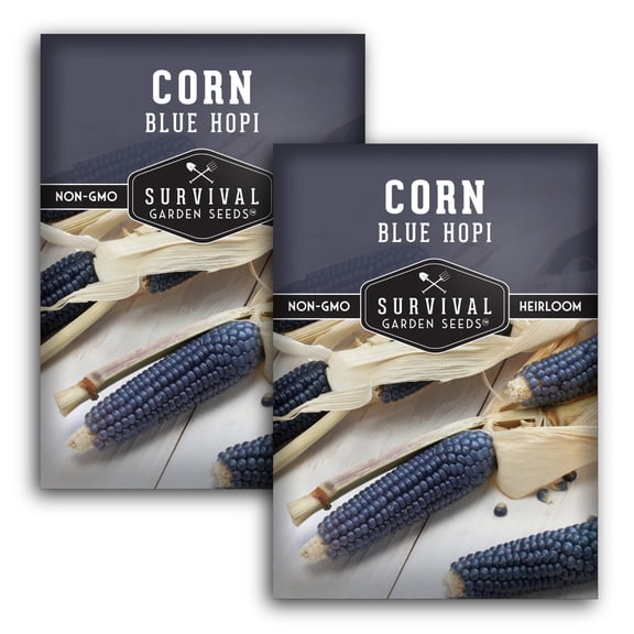 2 Packs Blue Hopi Corn Seeds - Heritage Blue Maize - Non-GMO Heirloom Annual Full Sun